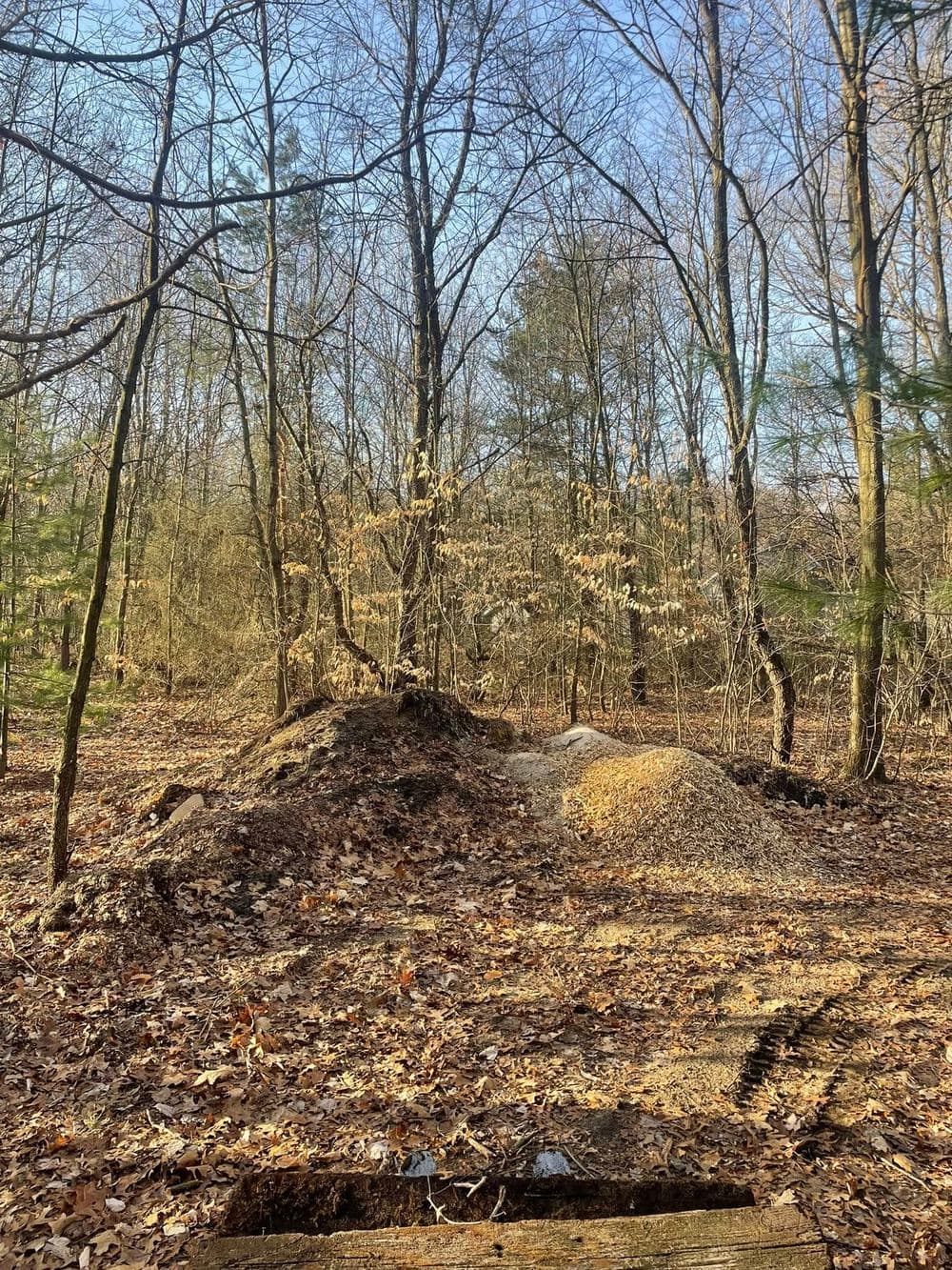 Wooded landscape with leafless trees, fallen leaves, and a mound of decomposing organic matter.